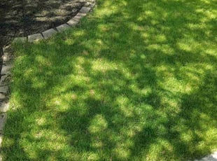 Roger G.'s yard care service result