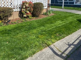 Dena C.'s grass maintenance service result