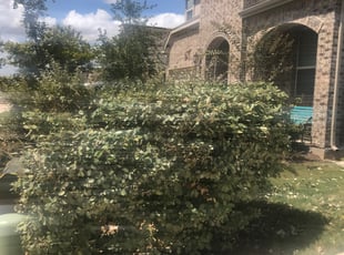 Glenn H.'s Bush Trimming service result