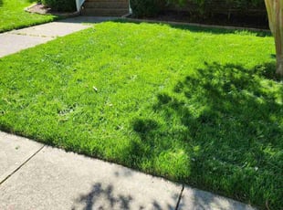 Holly H.'s grass maintenance service result