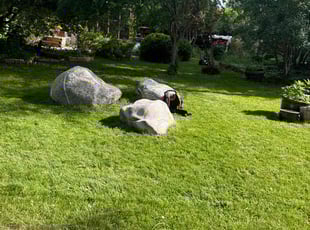 Adam M.'s lawn care service result