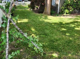 Erin S.'s lawn service service result