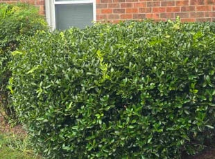 Alvanetta A.'s Bush Trimming service result
