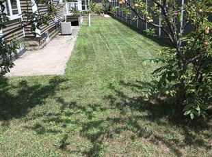 Mr B.'s grass maintenance service result