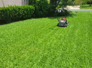 Phaderia M.'s turf maintenance service result