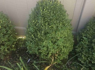 Kevin K.'s Bush Trimming service result