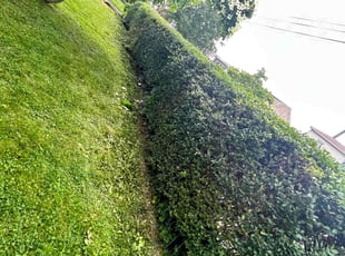 Matt M.'s Bush Trimming service result