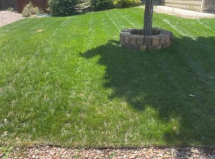 David E.'s grass maintenance service result