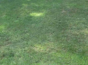 Mary W.'s Long Grass Cleanup service result