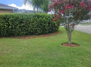 Isaac F.'s lawn maintenance service result