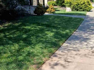Katrina D.'s grass maintenance service result