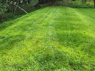 Kristin D.'s turf maintenance service result