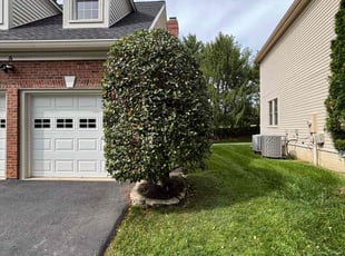 Taylor B.'s Tree Trimming service result