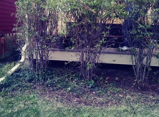 Amy S.'s Bush Trimming service result