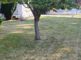 Ronald L.'s turf care service result
