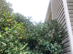 David W.'s Bush Trimming service result