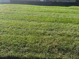 Ileana V.'s grass cutting service result