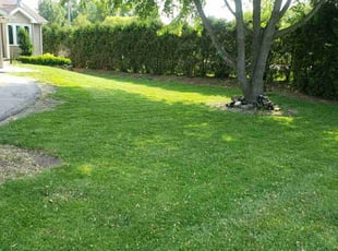 Clay S.'s turf maintenance service result