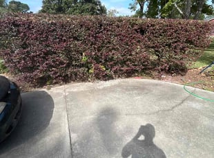 Joey B.'s Bush Trimming service result