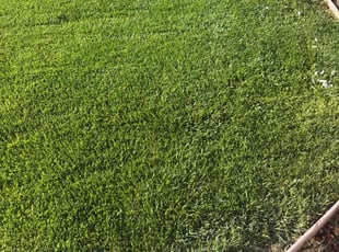 Odes M.'s grass maintenance service result
