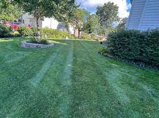 Sandi P.'s grass cutting service result