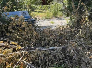 Earline R.'s lawn care service result