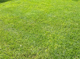 Veronica S.'s lawn care services service result