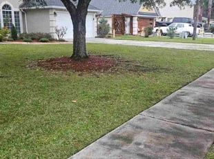 Cameron G.'s turf care service result