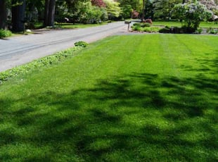 Floridania P.'s grass cutting service result