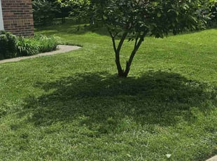 David L.'s lawn maintenance service result