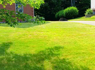 Mr B.'s turf maintenance service result