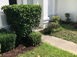 John A.'s Bush Trimming service result