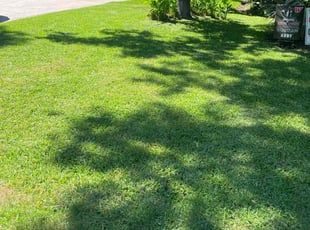 Wen G.'s Bush Trimming service result