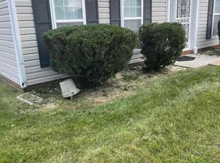 Andrew P.'s Bush Trimming service result