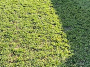 Javontae C.'s lawn care service result