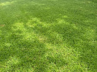 Sofia M.'s lawn care service result