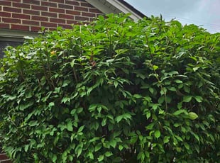 Derrick C.'s Bush Trimming service result