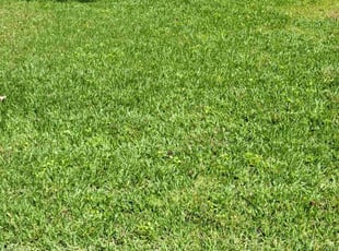 Roger F.'s turf care service result
