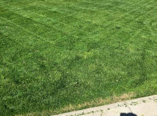 teresa w.'s turf maintenance service result
