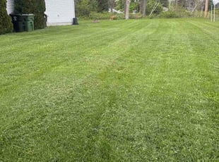 Michael A.'s turf maintenance service result