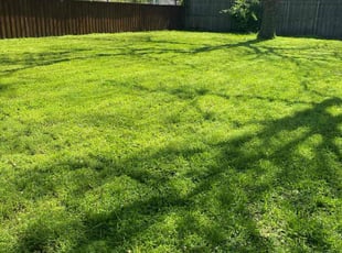 Tika S.'s lawn maintenance service result