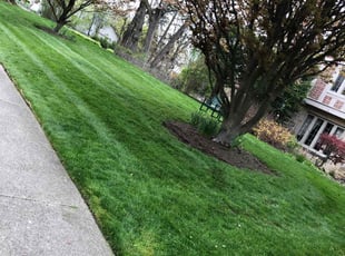 Rhonda T.'s lawn care service result