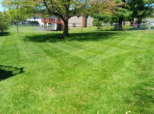 Wanda K.'s grass cutting service result