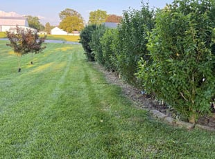 Johnnie G.'s lawn maintenance service result
