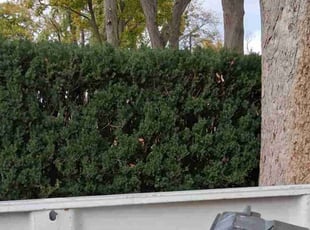 Doris H.'s Bush Trimming service result