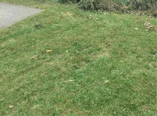 Laura M.'s grass maintenance service result