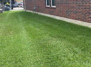 Jocelyn W.'s grass maintenance service result