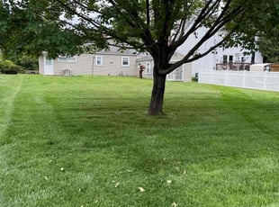 Maya B.'s lawn care service result