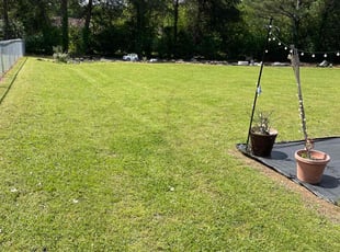 Debonair M.'s lawn service service result