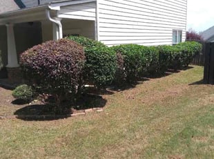 Lynda B.'s Bush Trimming service result